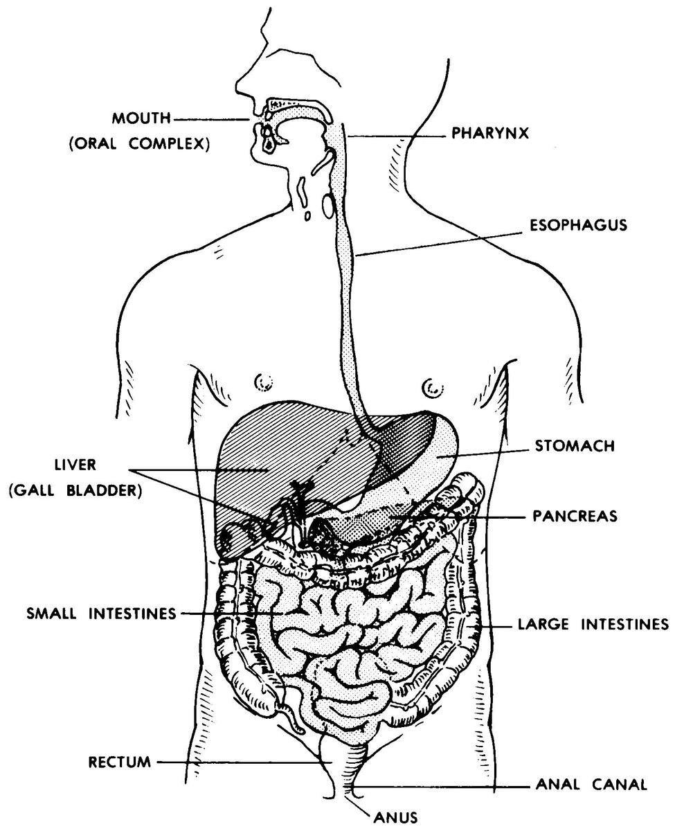 06 Digestive System Basic Human Anatomy
