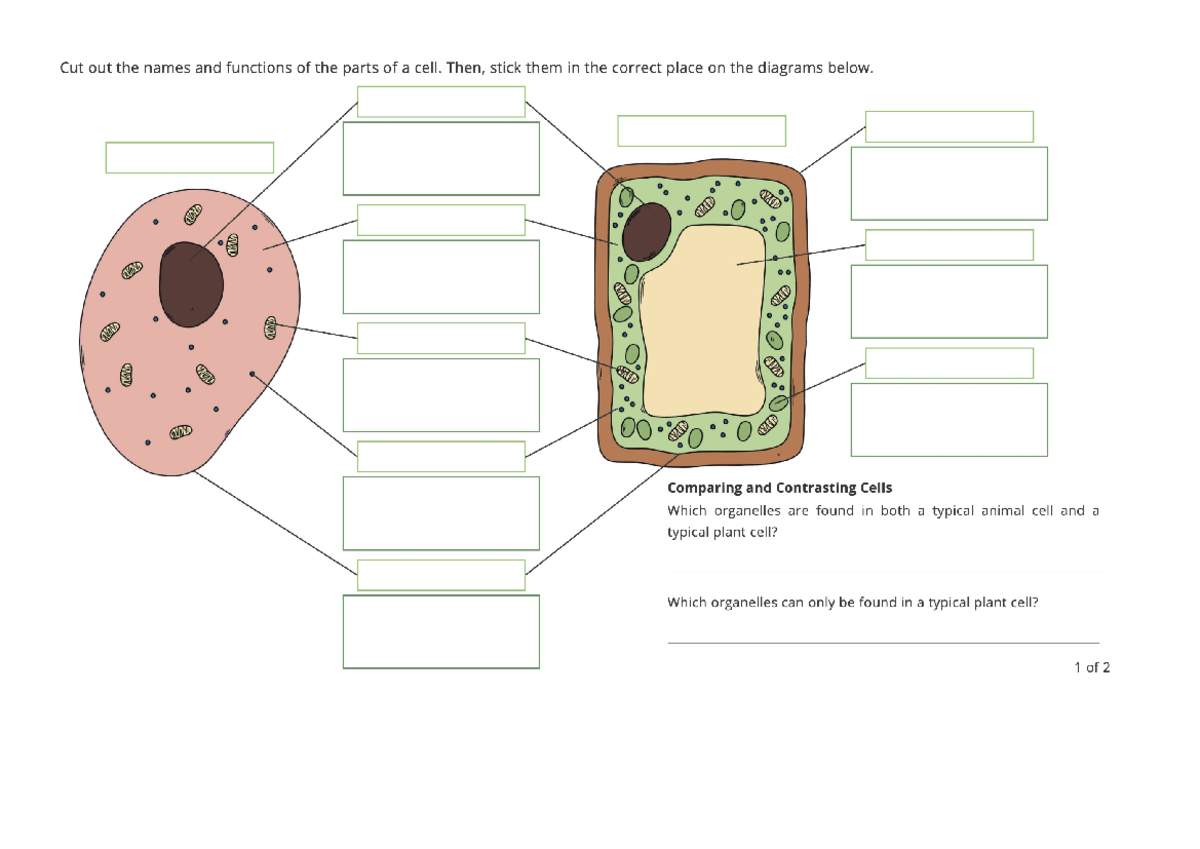 1 1 1 2 Plant And Animal Cells Labelling Worksheet Studocu 1 1 1 2 Plant And Animal Cells Labelling Worksheet Studocu