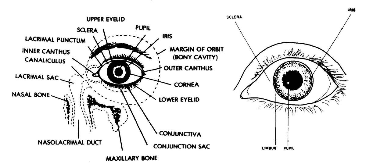 1 3 PARTS OF THE EYE