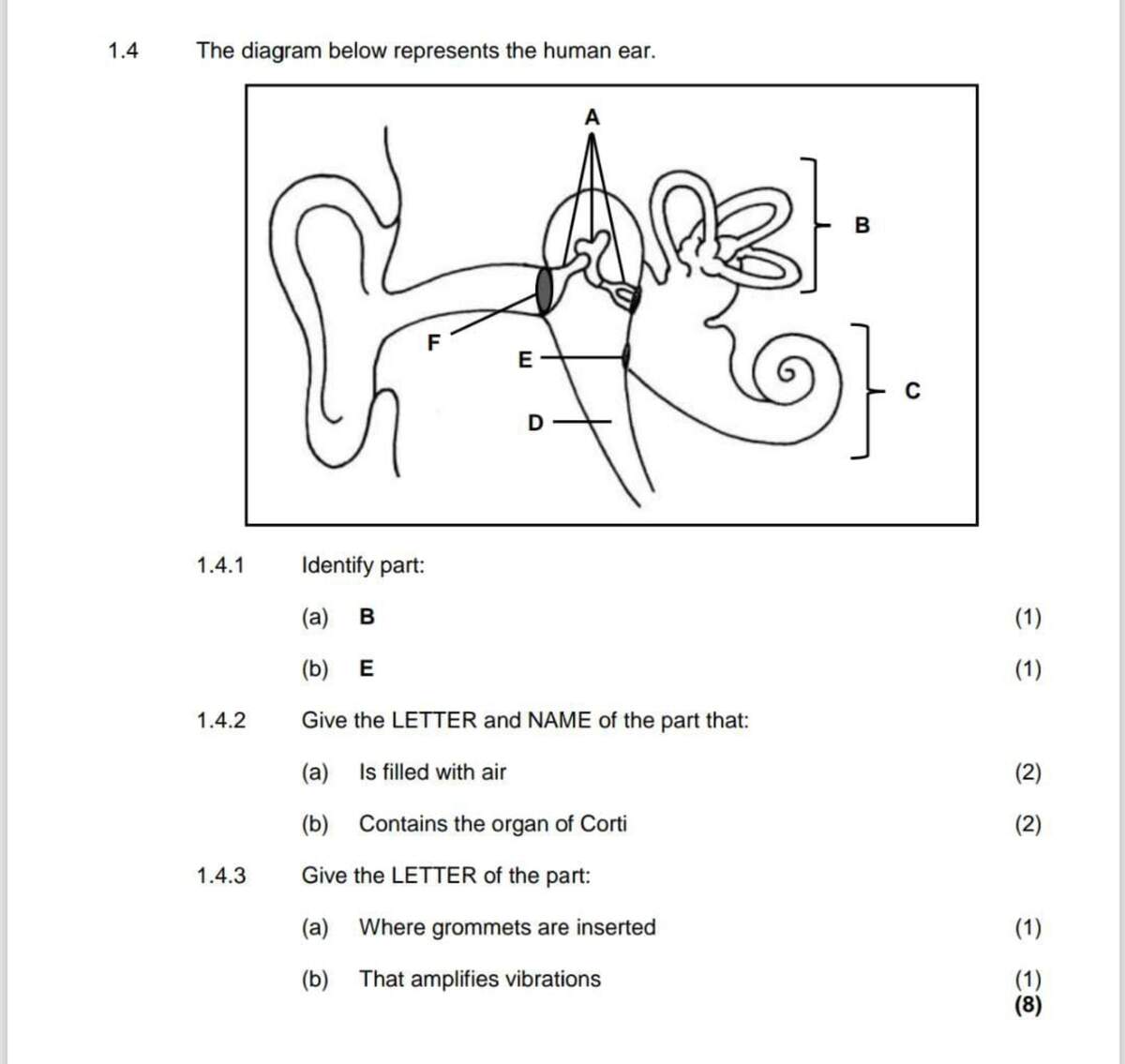 1 4 The Diagram Below Represents The Human Ear 1 4 1 Identify Part A