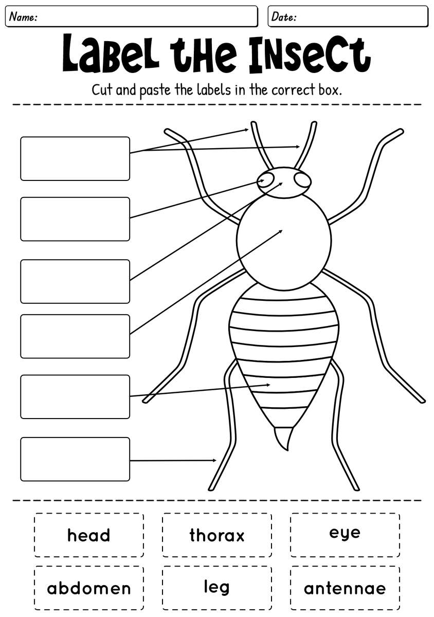 13 Kids Bug And Insects Worksheets Free PDF At Worksheeto 13 Kids Bug And Insects Worksheets Free PDF At Worksheeto