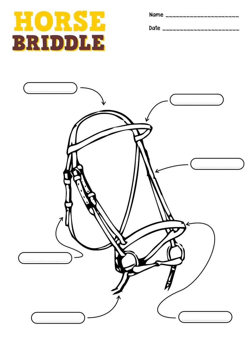 13 Points Of The Horse Worksheet Free PDF At Worksheeto