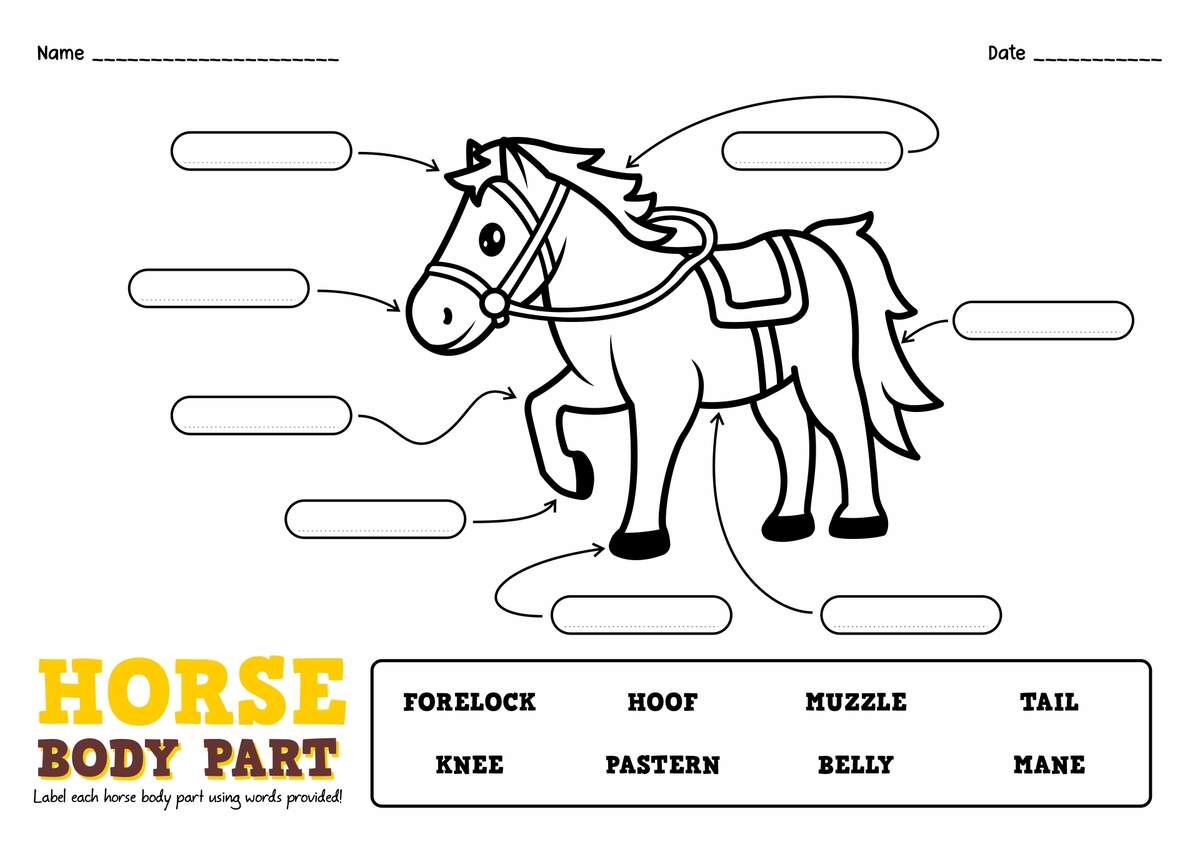 13 Points Of The Horse Worksheet Free PDF At Worksheeto 13 Points Of The Horse Worksheet Free PDF At Worksheeto