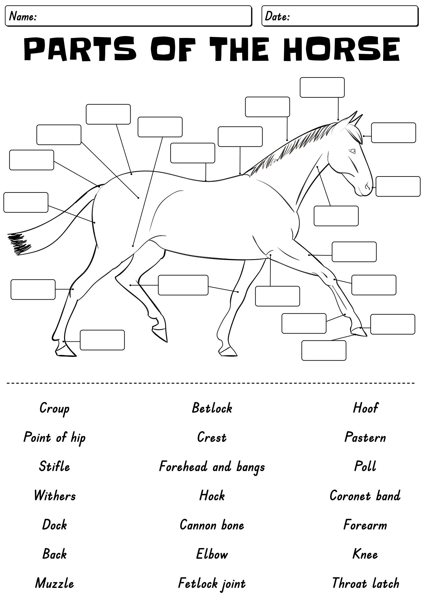 13 Points Of The Horse Worksheet Free PDF At Worksheeto Horse Body Parts Horse Anatomy Equine Worksheet Horse Body Worksheet Parts Of A Horse Equine Equestrian Horse Body Line Art Etsy