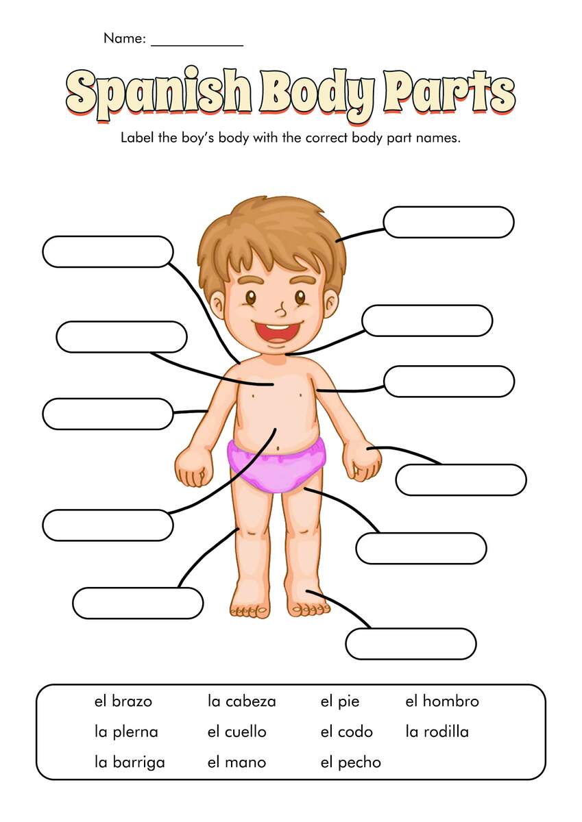 17 Urinary System Worksheets Free PDF At Worksheeto