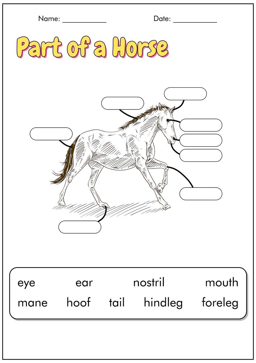18 Horse Study Worksheets Free PDF At Worksheeto 18 Horse Study Worksheets Free PDF At Worksheeto