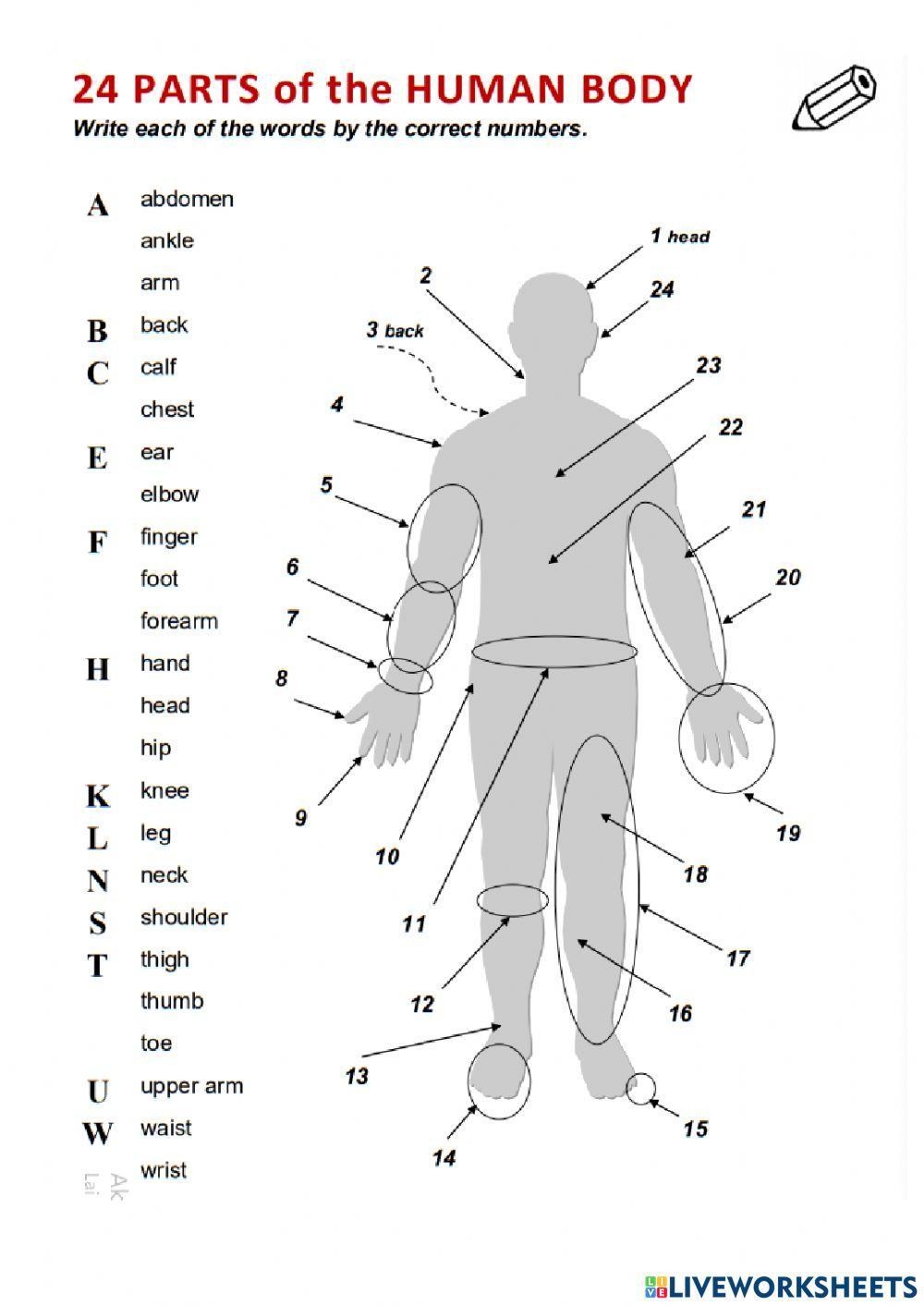 24 Parts Of The Human Body Worksheet Worksheets Library