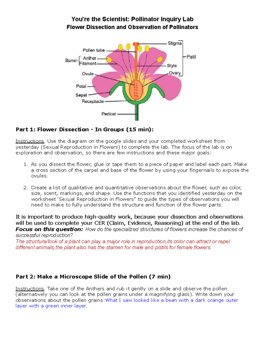 2b Pollinator Inquiry Lab Exploring Flower Structure Function Studocu
