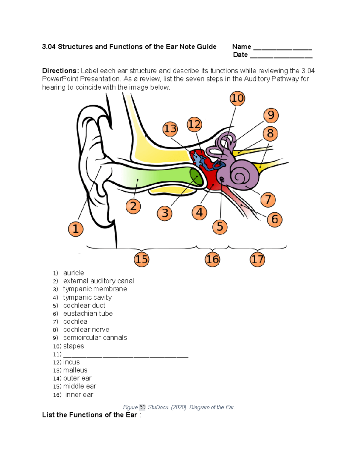 3 04 Ear Structures Functions Note Guide Health Science 2021 22 Studocu