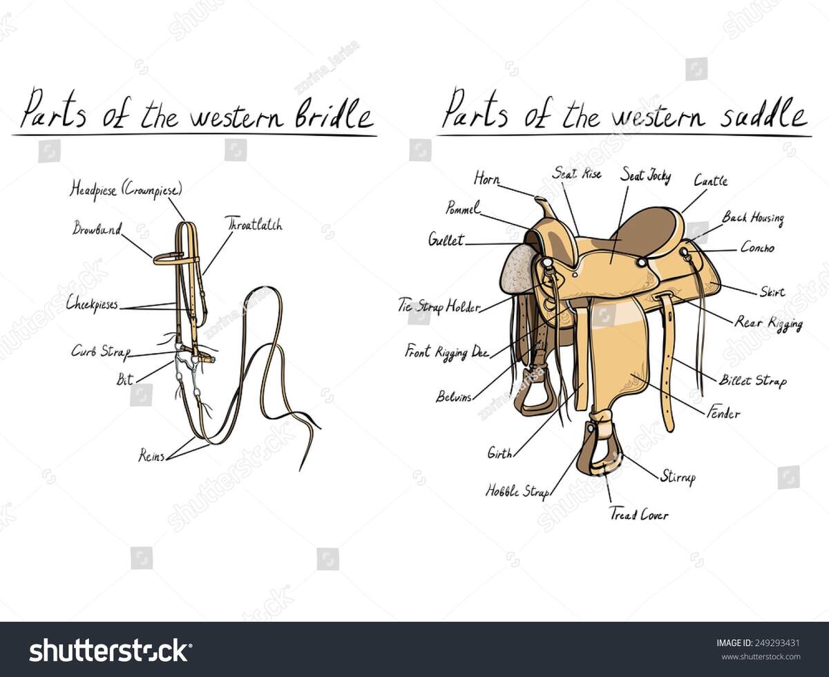 53 Equine Western Saddle Part Royalty Free Images Stock Photos Pictures Shutterstock