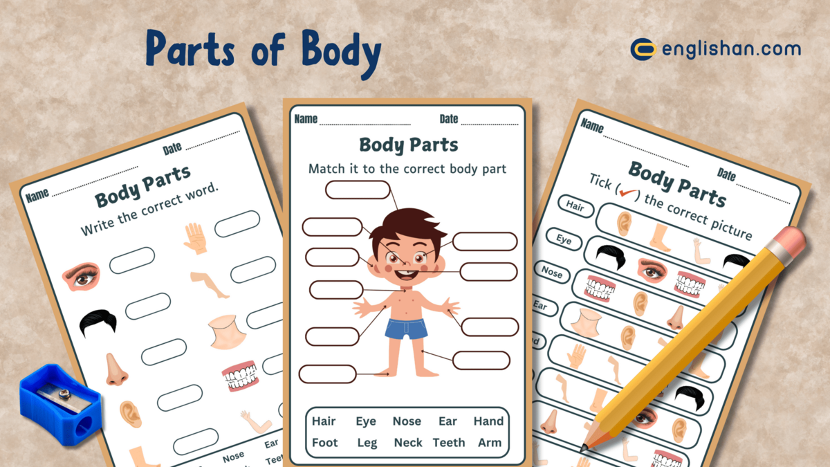 7 Body Parts Worksheets Free Printables Englishan