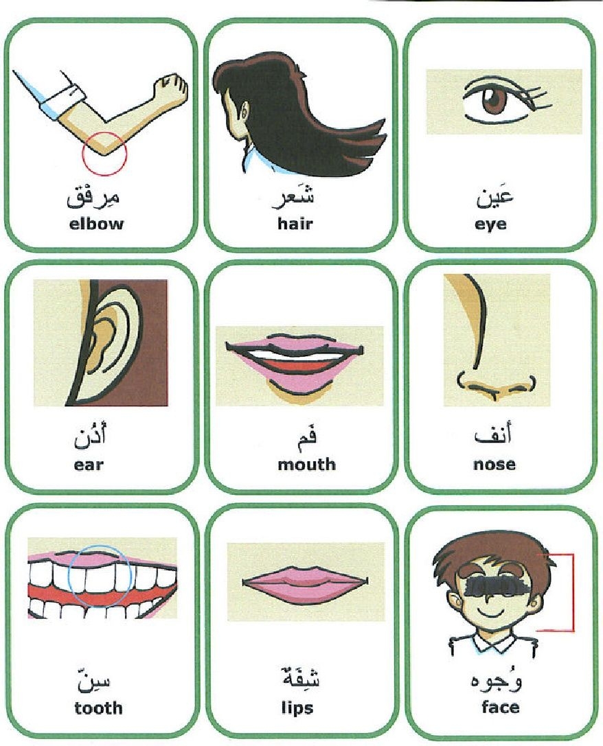 7 Easy Arabic Body Parts Lessons Ideas Body Parts Learn Arabic Online Arabic Kids
