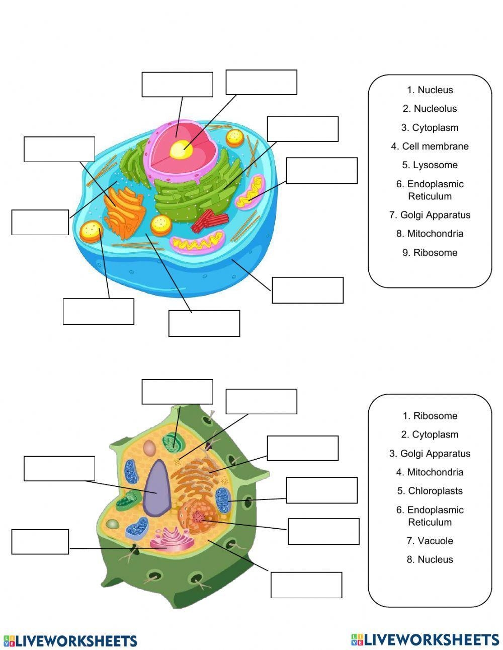 7th Grade Plant Cell Worksheet Engaging Activities For Learning