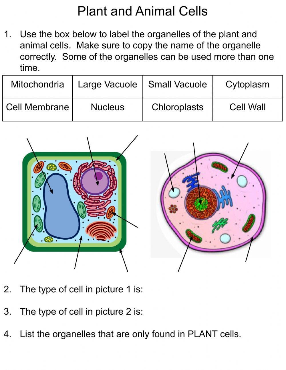 7th Grade Plant Cell Worksheet Engaging Activities For Learning