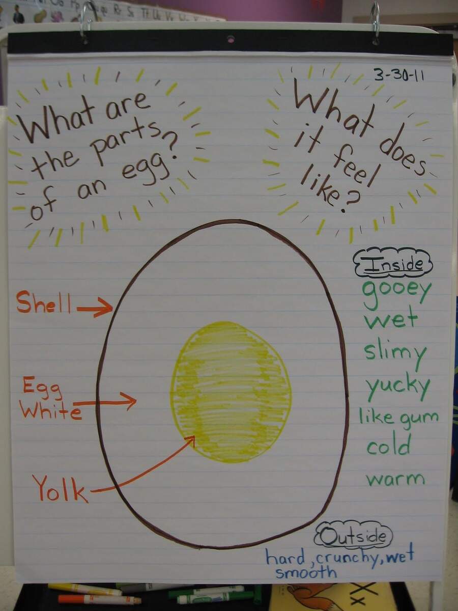 8 Hatching Eggs Ideas Hatching Eggs Eggs Chicken Life Cycle 8 Hatching Eggs Ideas Hatching Eggs Eggs Chicken Life Cycle