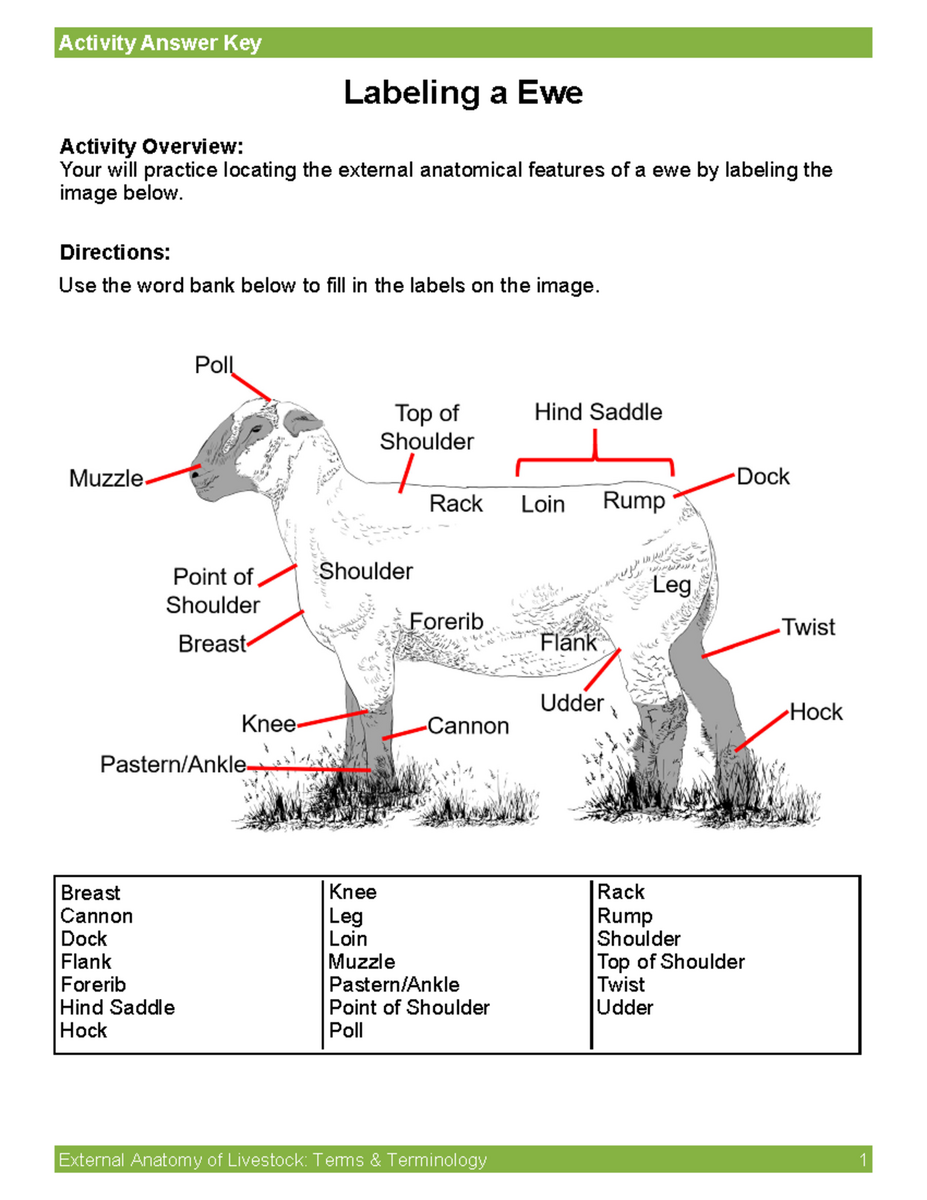 Activity Labelinga Ram Answer Key Activity Answer Key External Anatomy Of Livestock Terms Amp Studocu Activity Labelinga Ram Answer Key Activity Answer Key External Anatomy Of Livestock Terms Amp Studocu