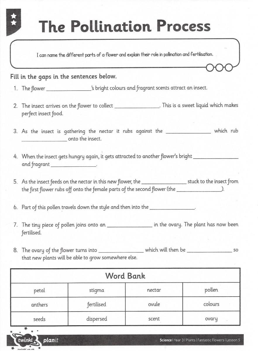 Adapting Pollination Process Worksheet Paths To Literacy