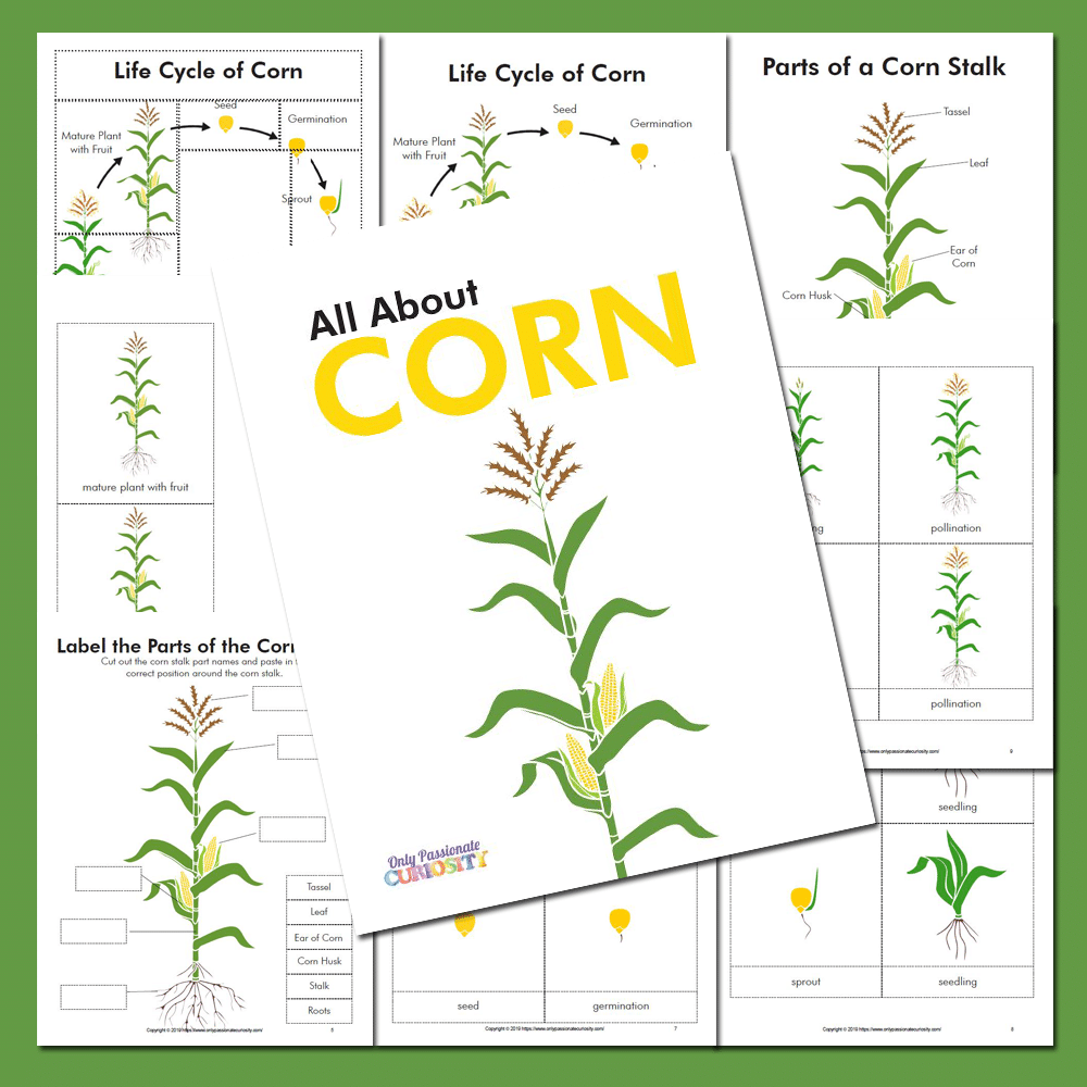 All About Corn Life Cycle Unit Study Only Passionate Curiosity Corn Parts Stock Illustrations 86 Corn Parts Stock Illustrations Vectors Clipart Dreamstime