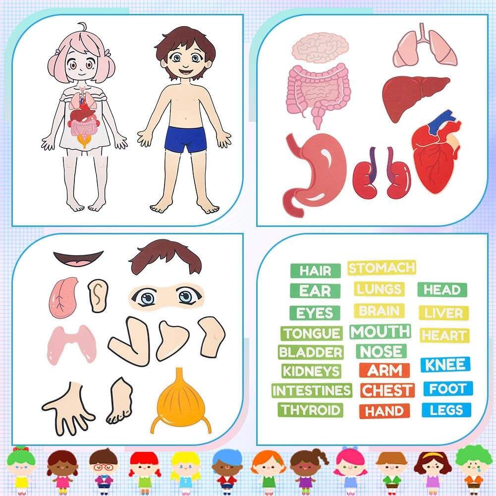 Amazon BEUNITONE Body Parts Learning Felt Story Board For Family 48 Pcs Large Preschool Human Organ Name Words Useful Felt Story Board Set Wall Activity For Birthday Christmas New Year Gifts Amazon BEUNITONE Body Parts Learning Felt Story Board For Family 48 Pcs Large Preschool Human Organ Name Words Useful Felt Story Board Set Wall Activity For Birthday Christmas New Year Gifts