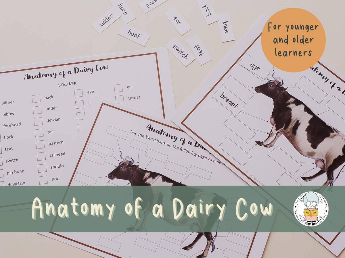 Anatomy Of A Dairy Cow Label The Diagram Fill In The Blanks For Younger And Older Learners Learn About Farm Animals Etsy