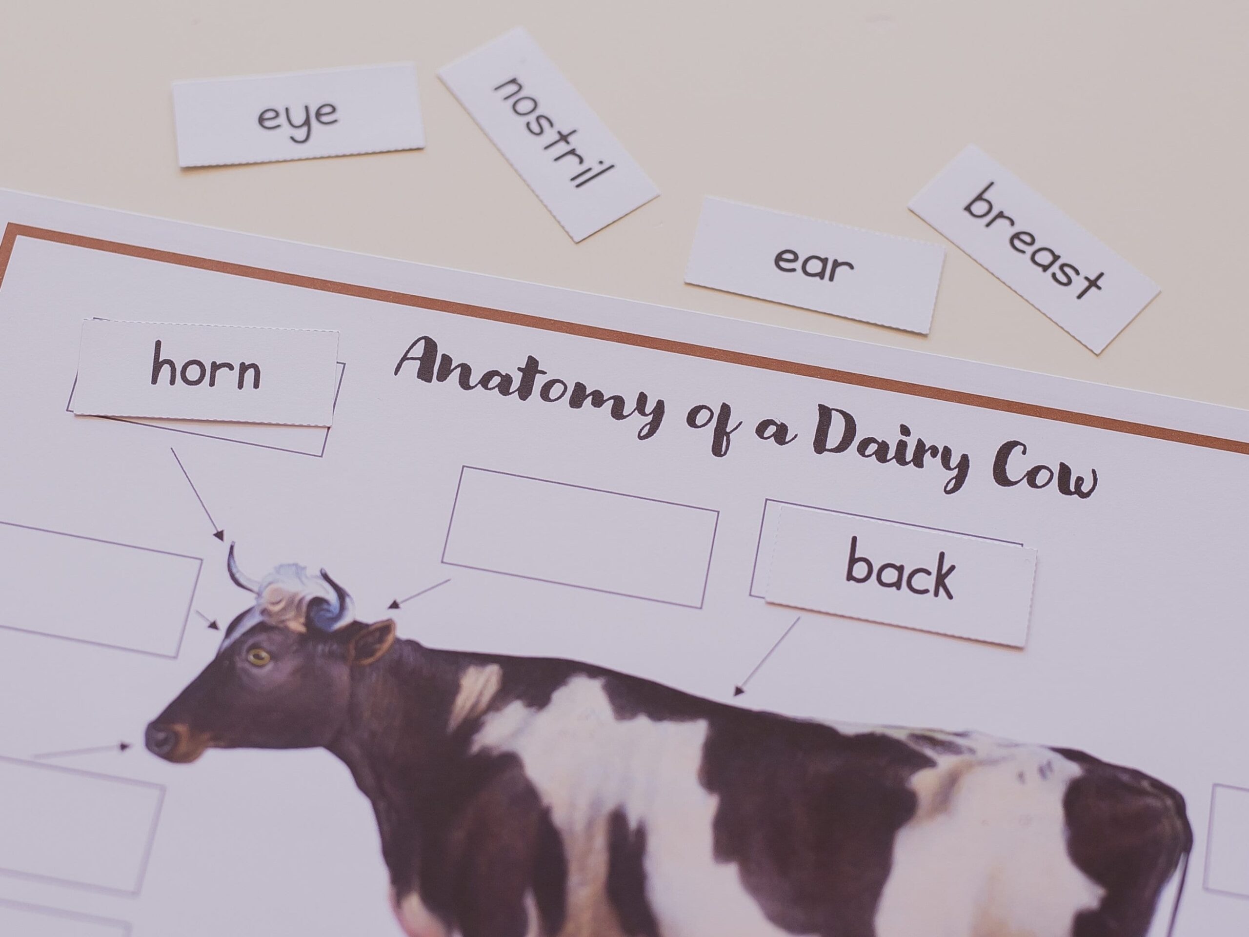 Anatomy Of A Dairy Cow Label The Diagram Fill In The Blanks For Younger And Older Learners Learn About Farm Animals Etsy