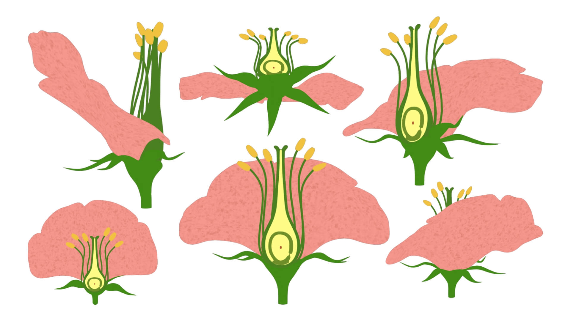 Anatomy Of A Flower 3D Model CGTrader