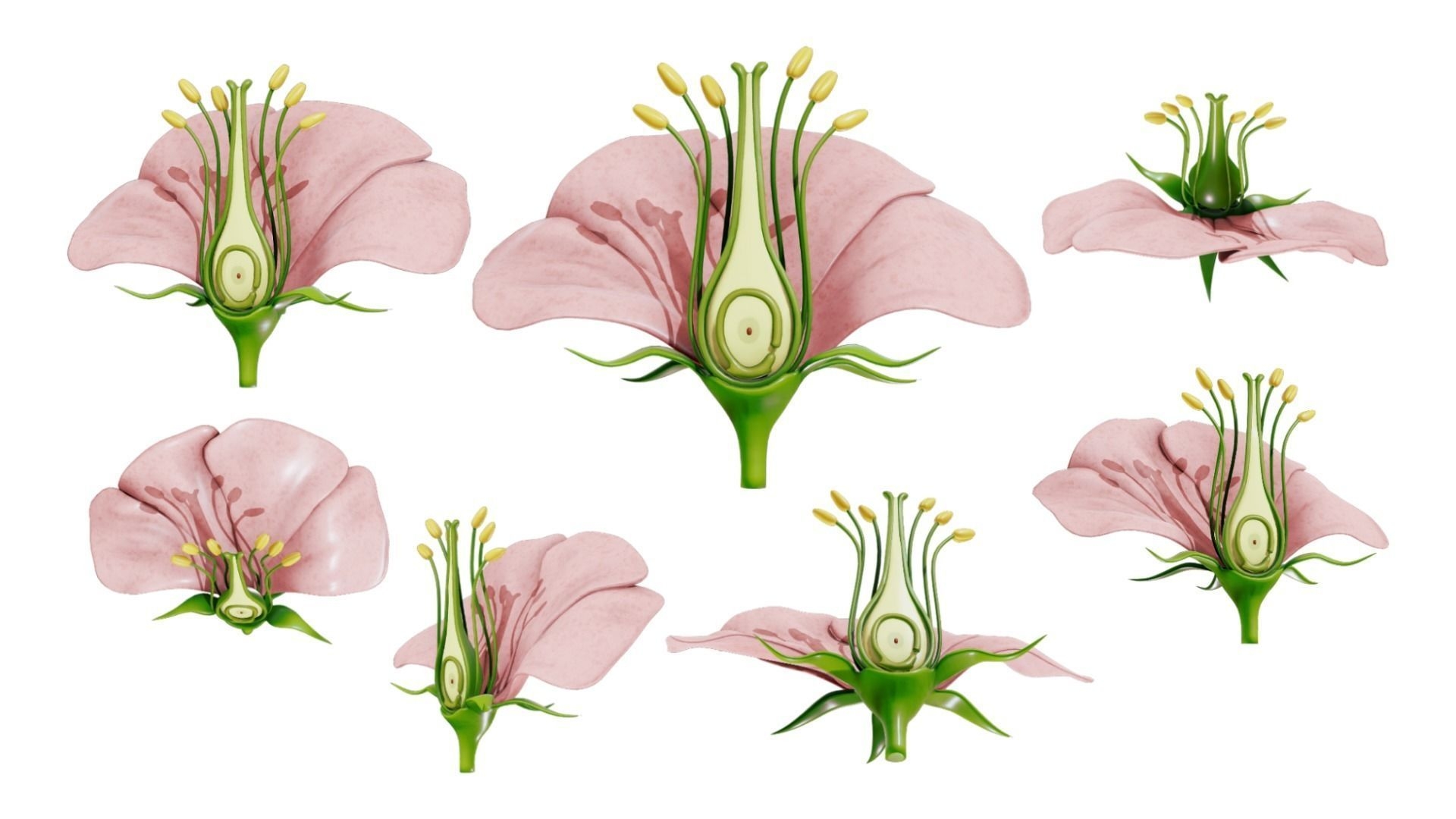 Anatomy Of A Flower 3D Model CGTrader