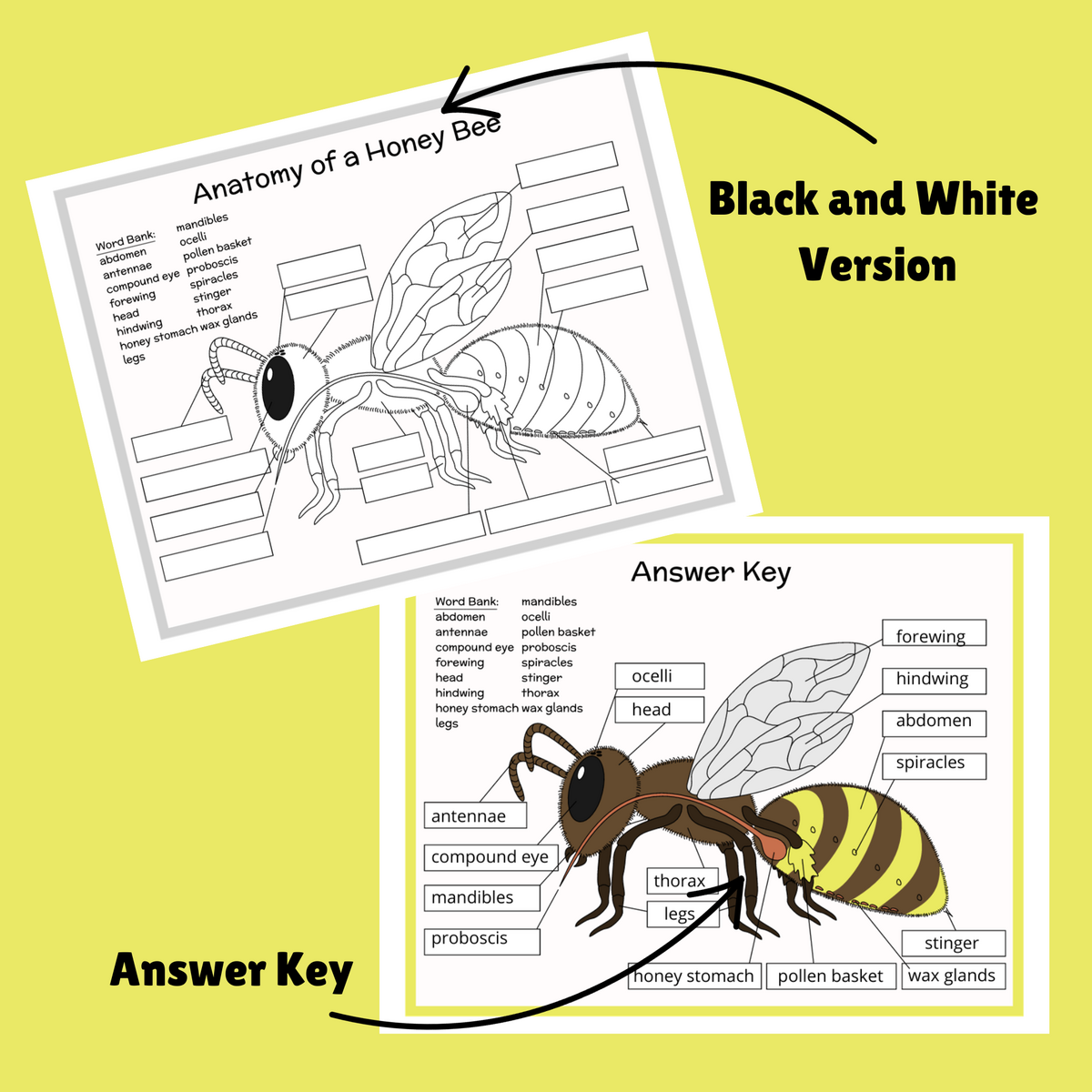 Anatomy Of A Honey Bee Beachside Homeschool