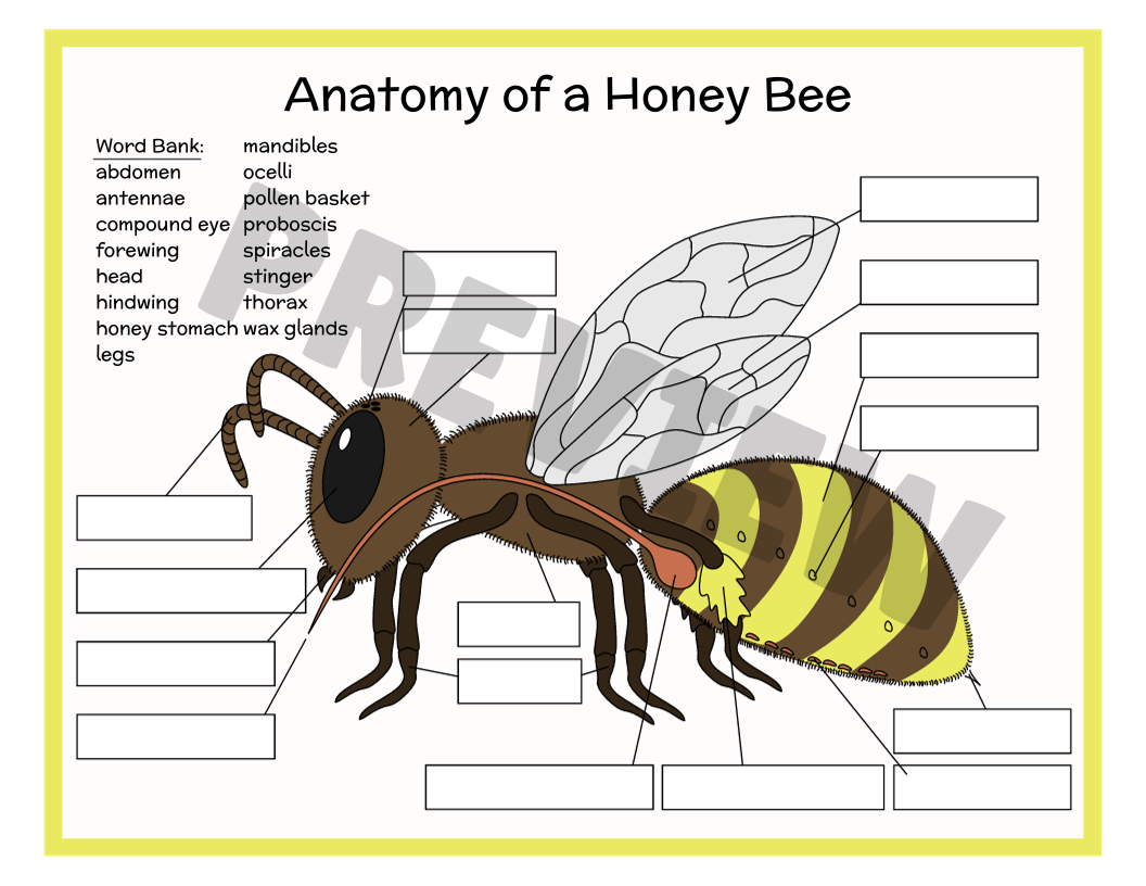 Anatomy Of A Honey Bee Beachside Homeschool