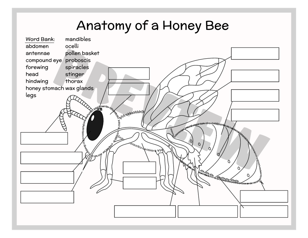 Anatomy Of A Honey Bee Beachside Homeschool