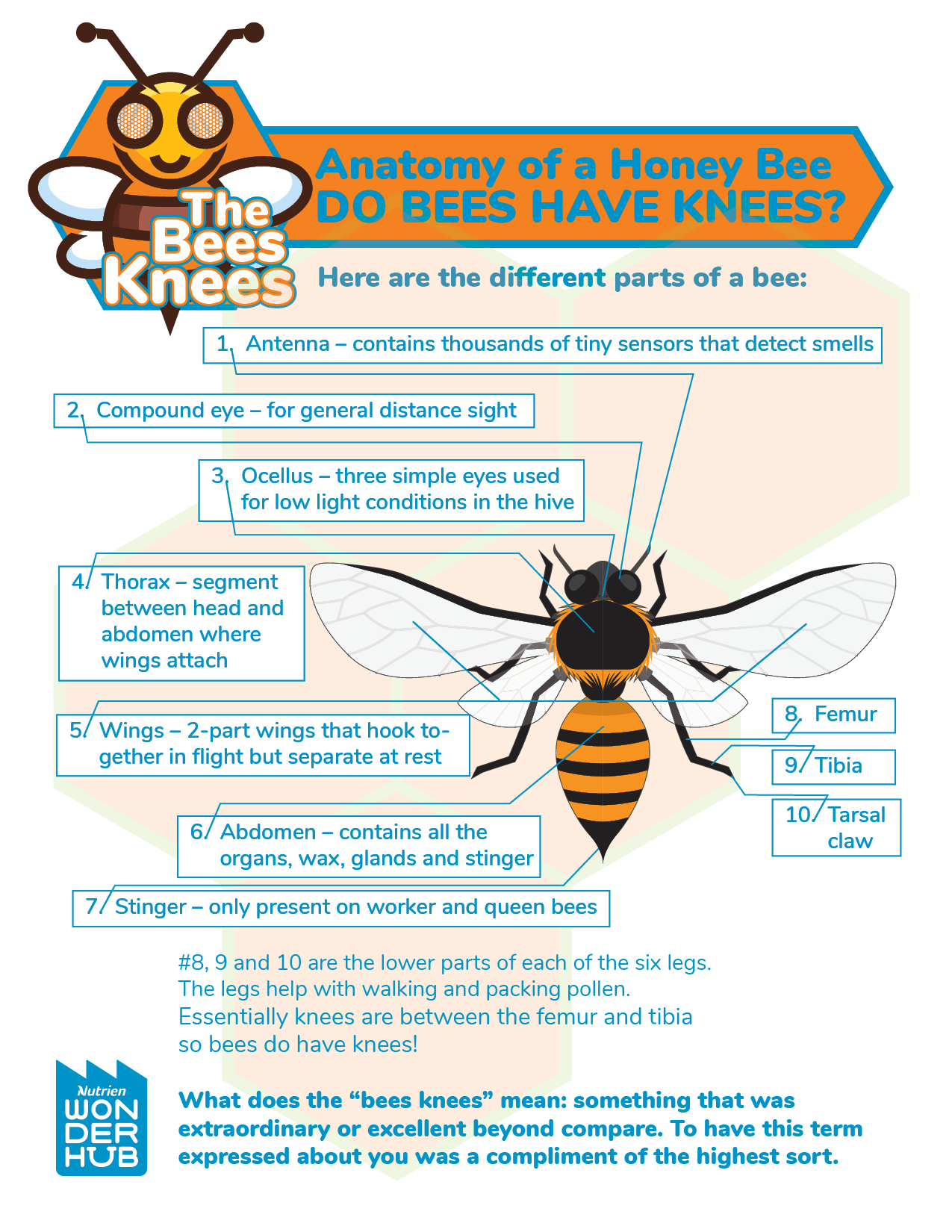 Anatomy Of A Honey Bee Wonderhub