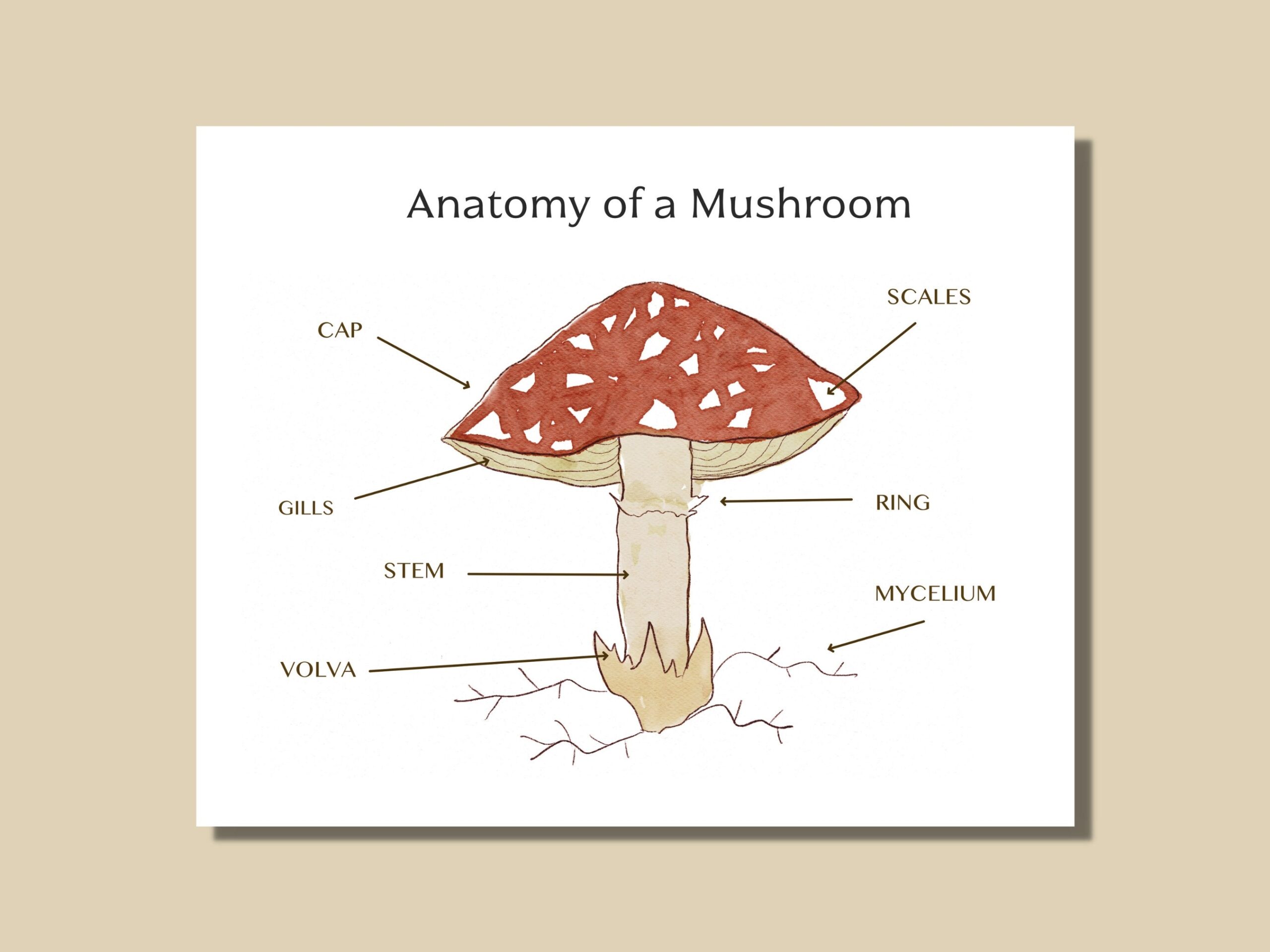 Anatomy Of A Mushroom Printable Worksheet Poster Mushroom Study Etsy Hong Kong Anatomy Of A Mushroom Printable Worksheet Poster Mushroom Study Etsy Hong Kong