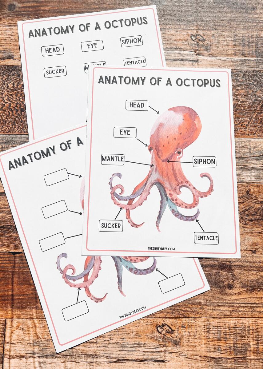 Anatomy Of A Octopus Printable Ocean Exploration Ocean Busy Book Etsy Australia Anatomy Of A Octopus Printable Ocean Exploration Ocean Busy Book Etsy Australia