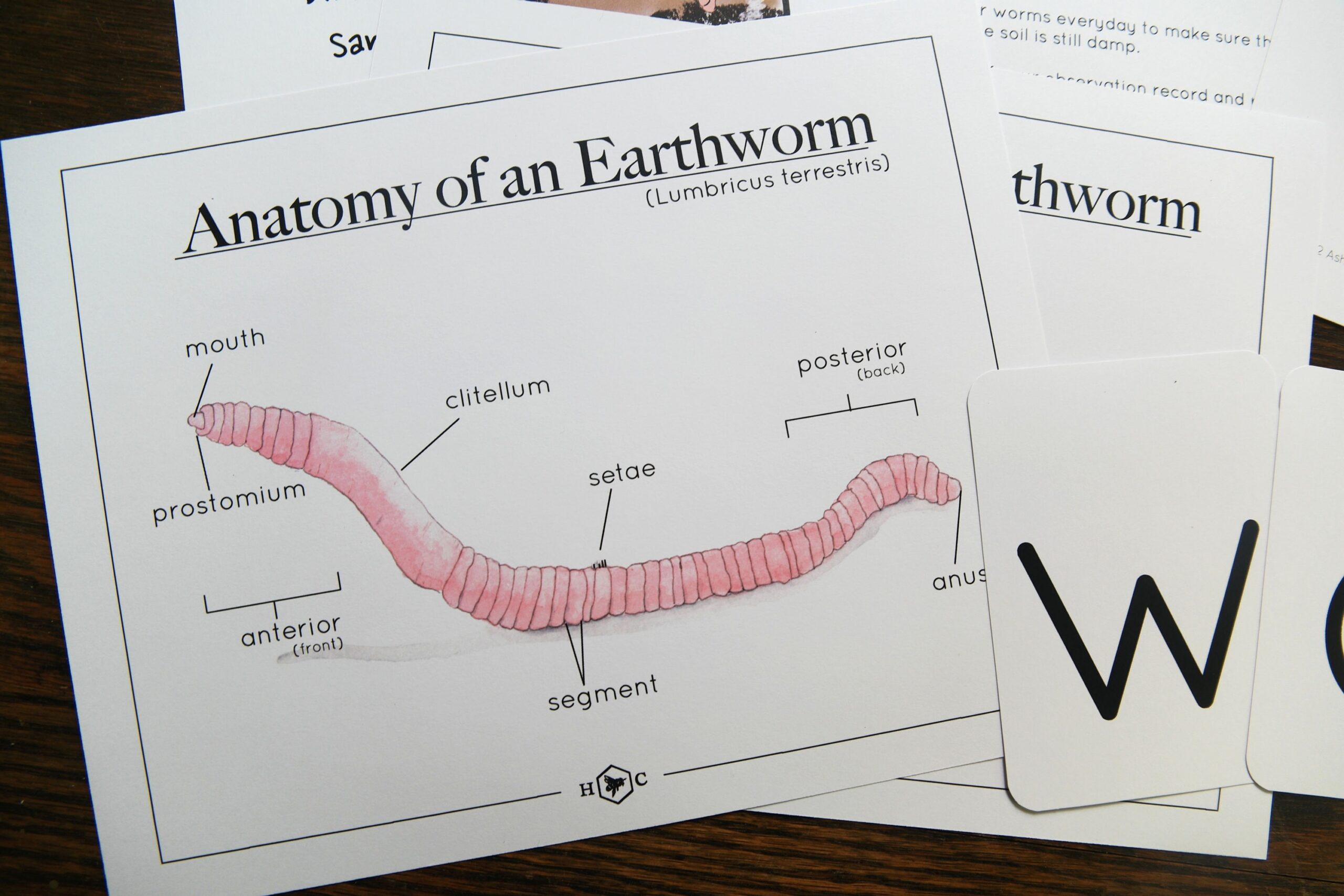 Anatomy Of A Worm And Wormery Activity With Record Charlotte Mason Nature Educational Printable Etsy