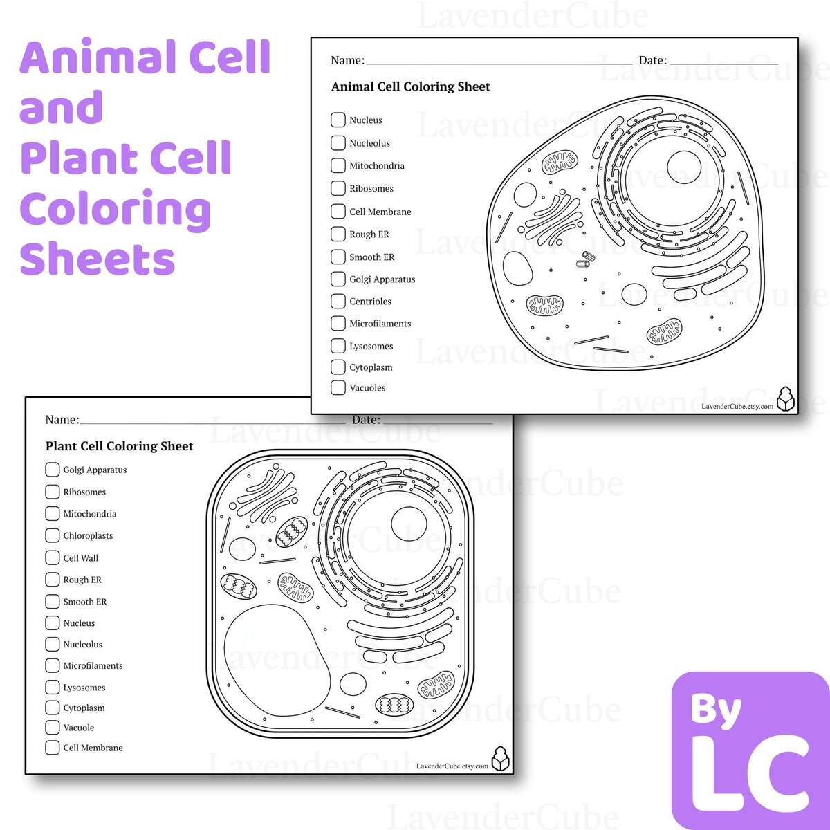 Animal Cell Worksheets Printable