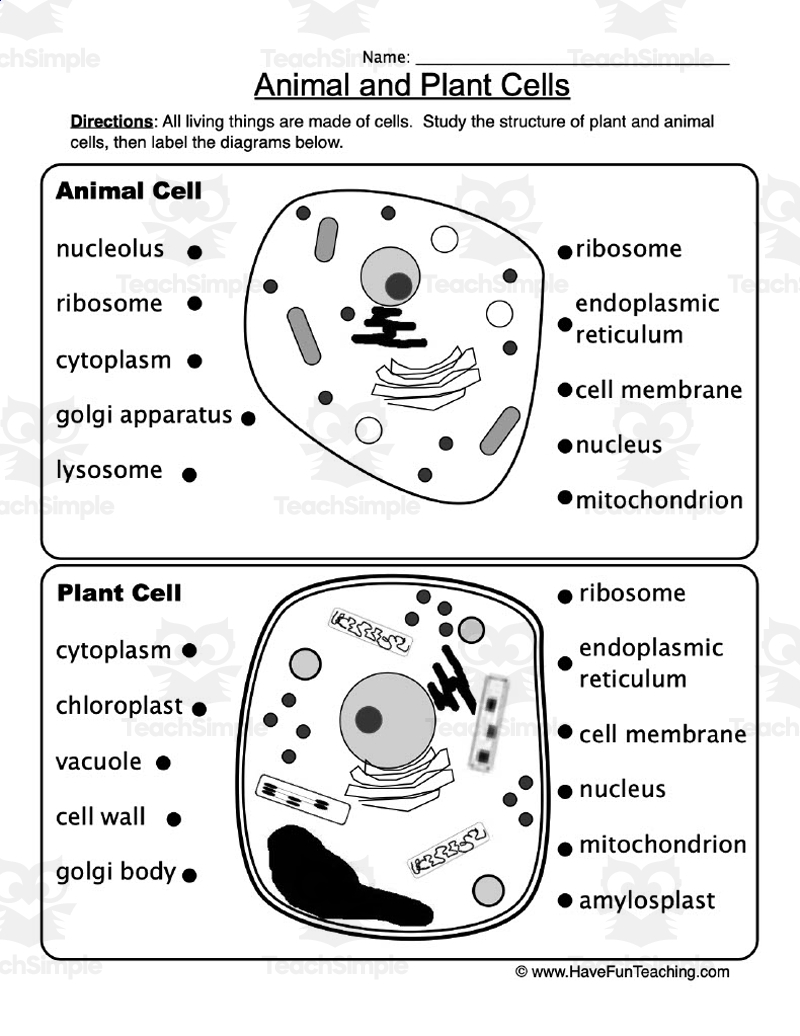 Animal And Plant Cells Worksheet By Teach Simple