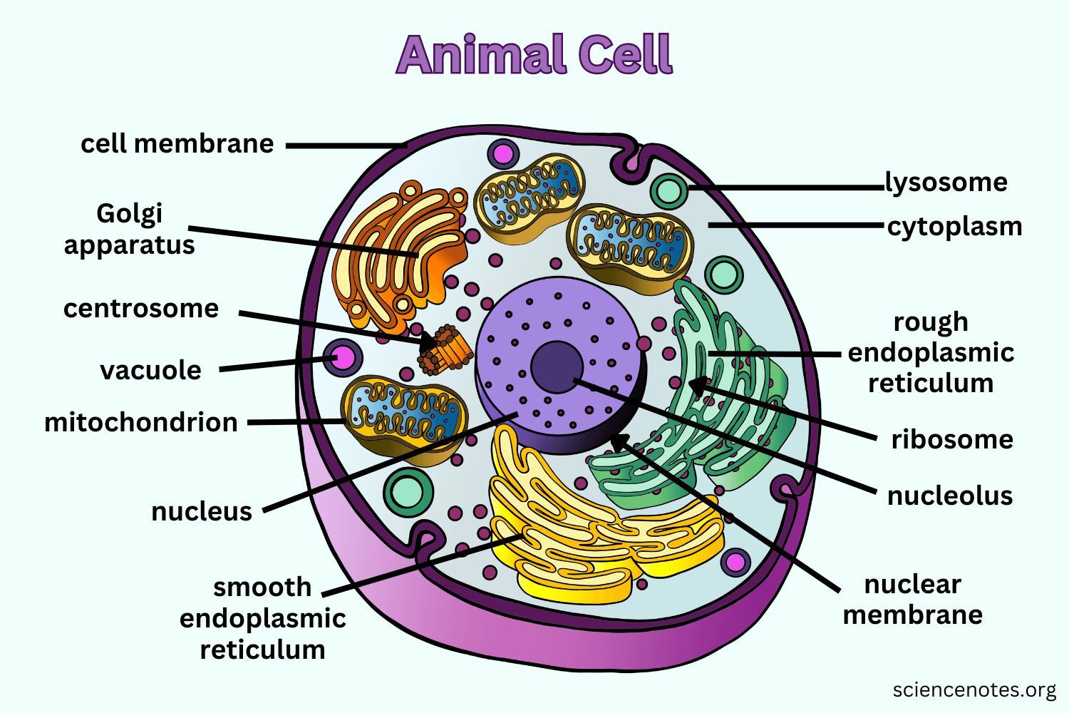 Structural Overview Of An Animal Cell BioRender Science Templates