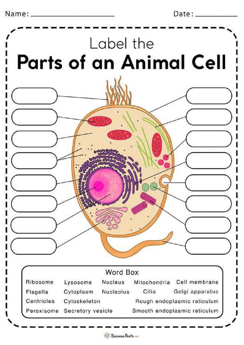 Animal Cell Labeling Worksheet Worksheet Worksheets Library