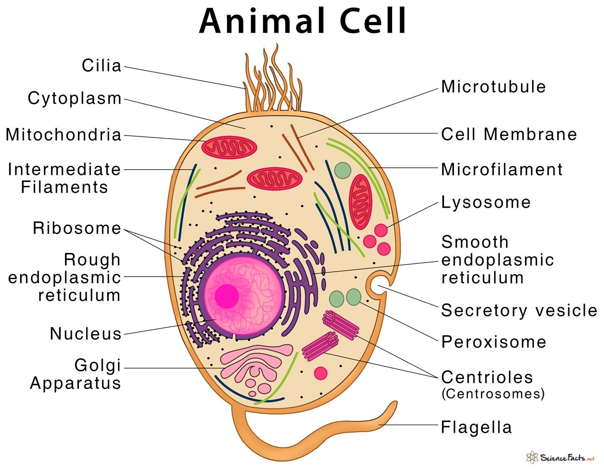 Structural Overview Of An Animal Cell BioRender Science Templates