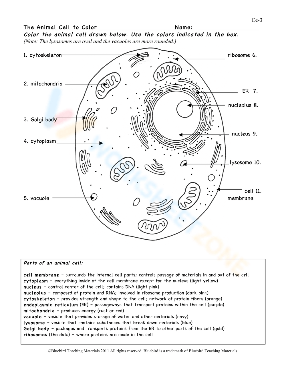 Animal Cell Worksheets Printable Animal Cell Worksheets Printable