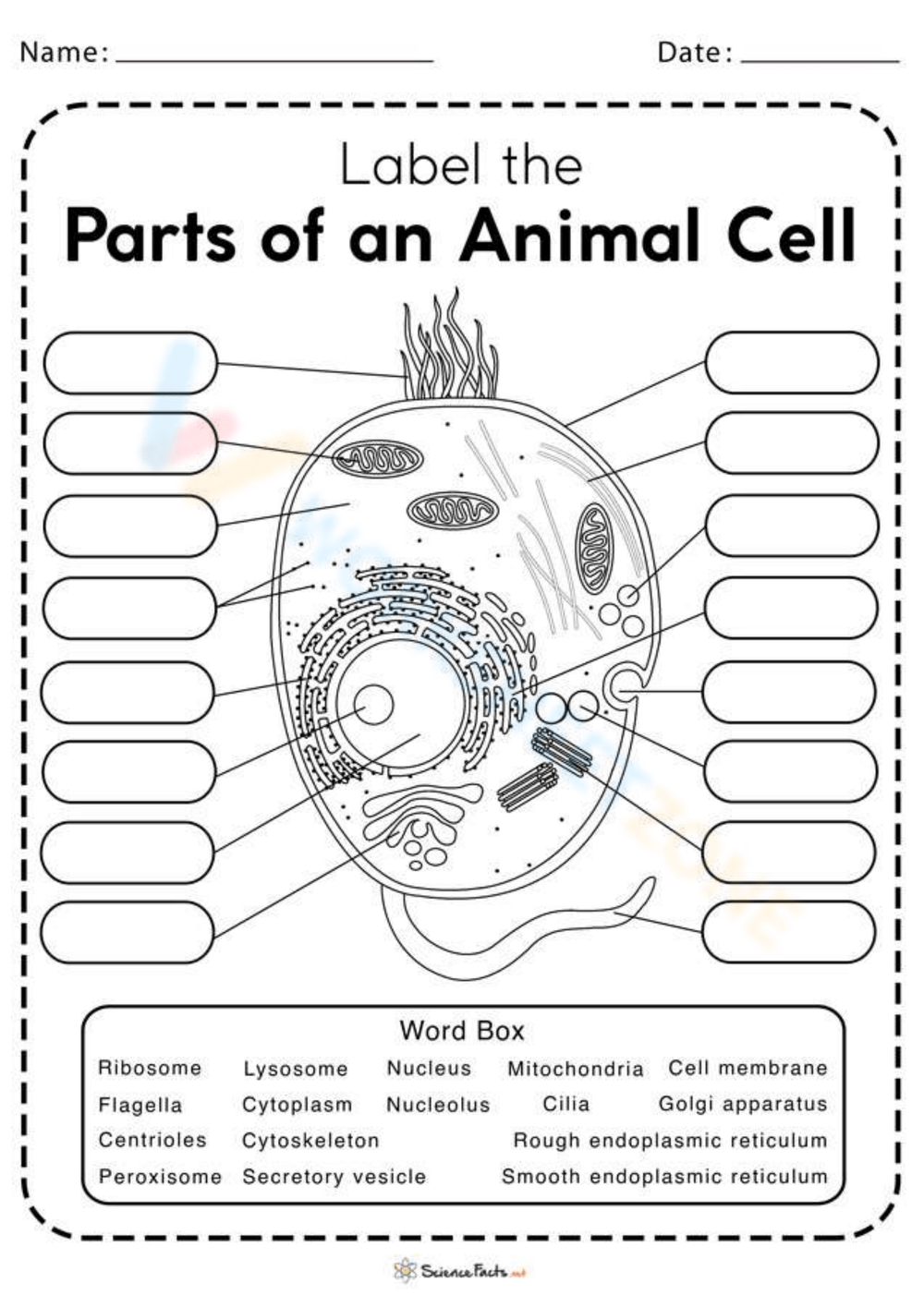 Animal Cell Worksheets Printable