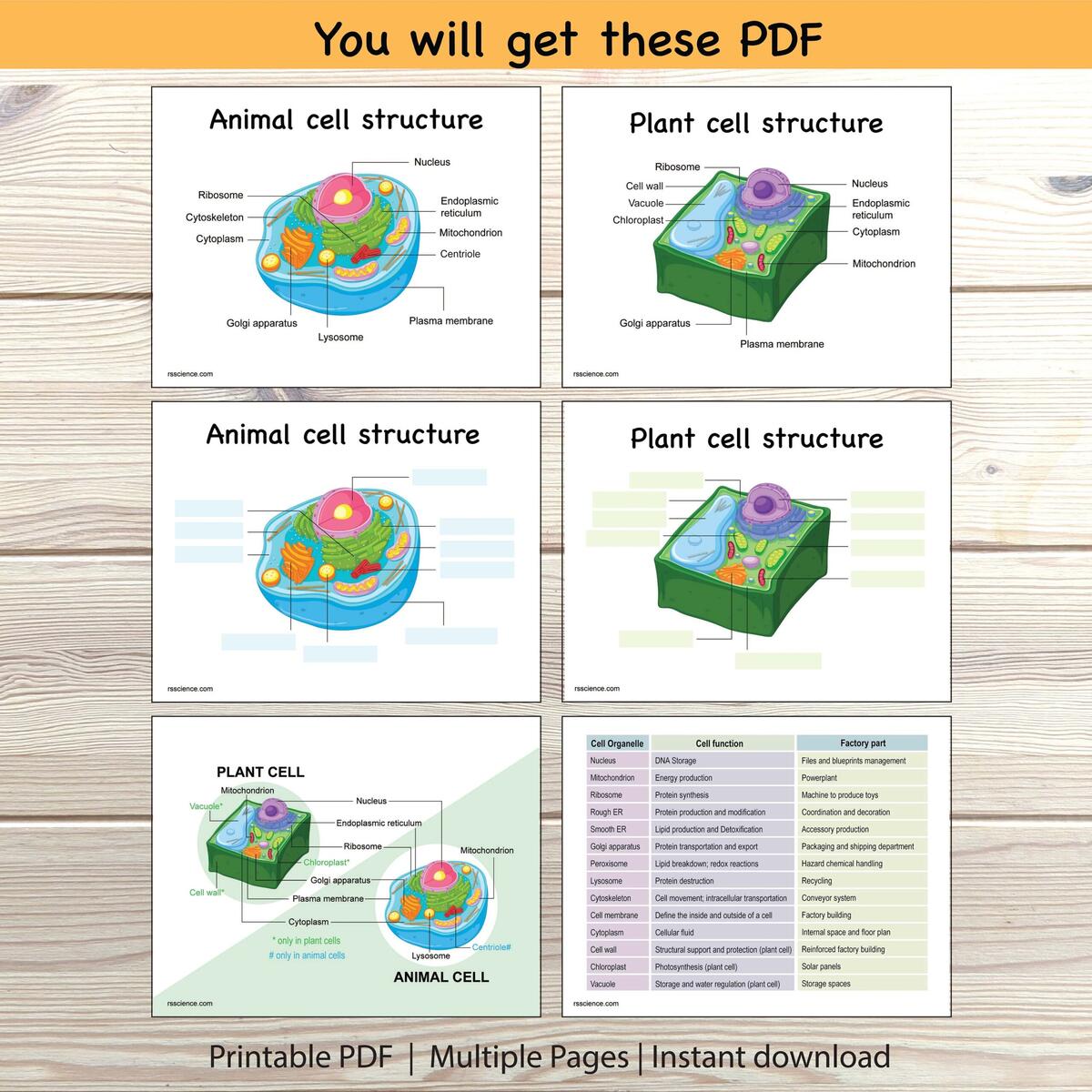 Animal Plant Cell Structure Worksheet Labeling Diagram Printable Etsy Israel