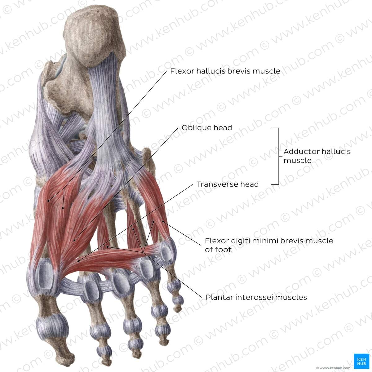 Ankle And Foot Anatomy Bones Joints Muscles Kenhub