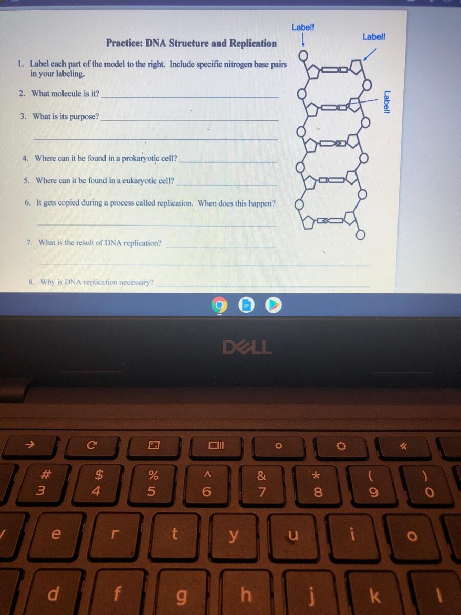 Answered Label Label Practice DNA Structure And Replication 1 Label Cach Part Of The Model To The Right Include Specific Nitrogen Base Pairs In Your Labeling 2 Bartleby