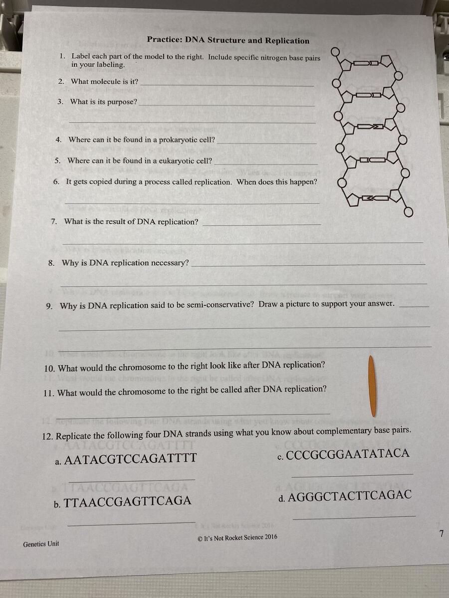 Answered Practice DNA Structure And Replication 1 Label Each Part Of The Model To The Right Include Specific Nitrogen Base Pairs In Your Labeling 2 What Molecule Is Bartleby