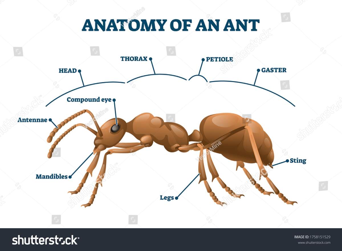 Ant Anatomical Structure Vector Illustration Labeled Stock Vector Royalty Free 1758151529 Shutterstock Ant Anatomical Structure Vector Illustration Labeled Stock Vector Royalty Free 1758151529 Shutterstock