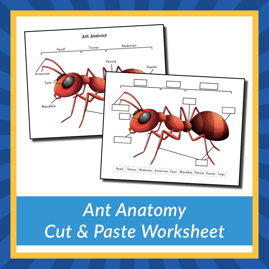 Printable Ant Body Parts Worksheet For Preschoolers Worksheets Library