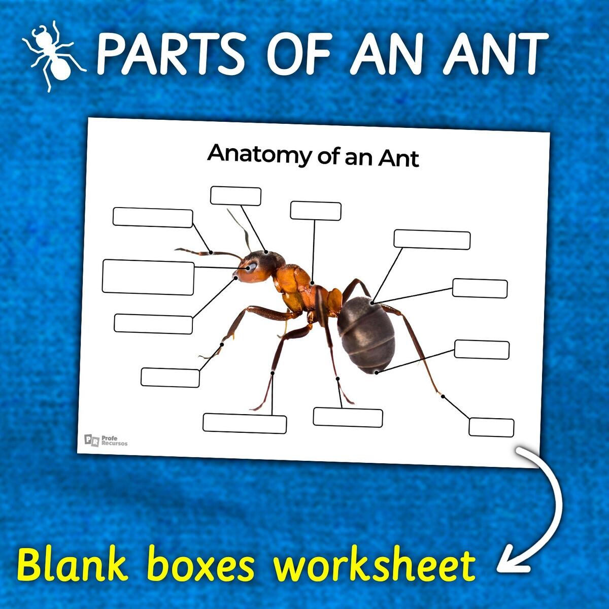 Ant Anatomy Worksheet Parts Of An Ant Diagram REAL IMAGE Labeled Blank Spaces Ant Coloring Page Etsy Ant Anatomy Worksheet Parts Of An Ant Diagram REAL IMAGE Labeled Blank Spaces Ant Coloring Page Etsy