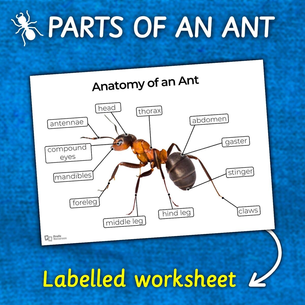 Ant Anatomy Worksheet Parts Of An Ant Diagram REAL IMAGE Labeled Blank Spaces Ant Coloring Page Etsy