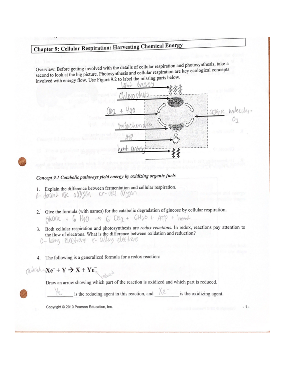 AP Biology Chapter 9 Lecture Notes Cellular Respiration Energy Flow Studocu